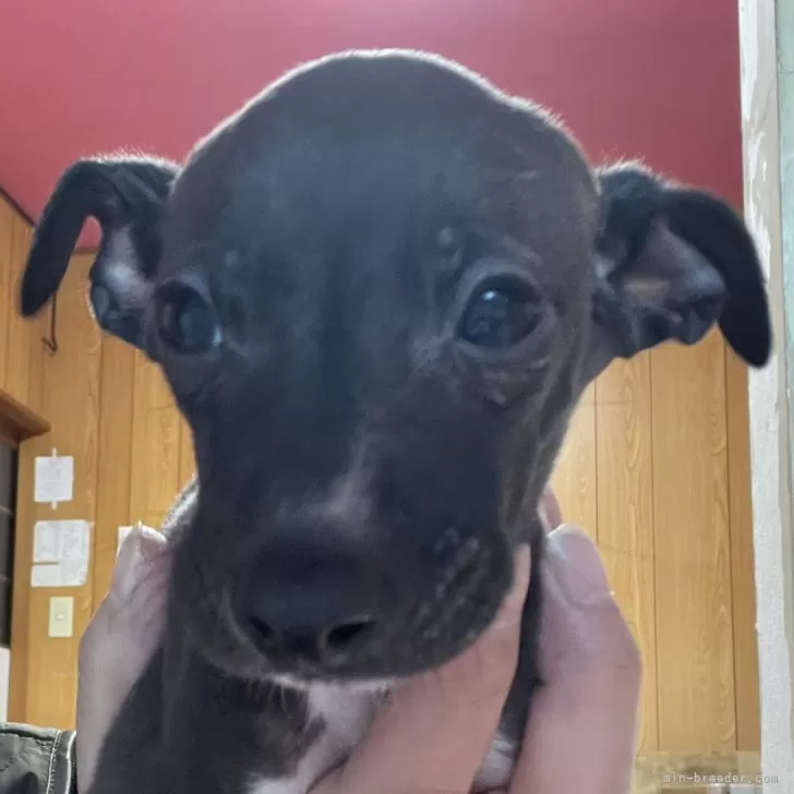 ID：2502-02441の子犬