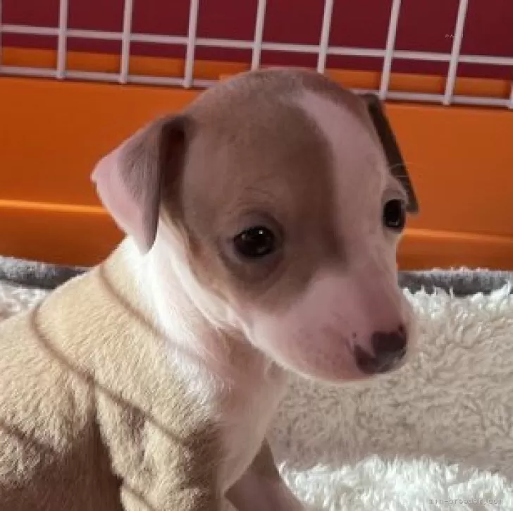 ID：2411-01533の子犬