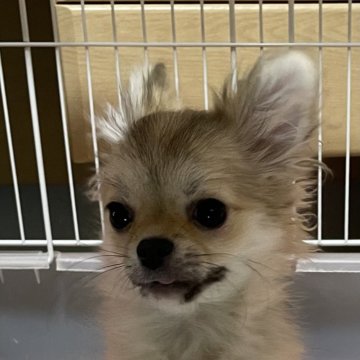 チワワ(ロング)【静岡県・男の子・2025年7月3日・フォーン】の写真「小ぶりなロングチワワ無駄吠えがありません！」