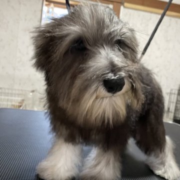 ミニチュアシュナウザー【静岡県・女の子・2025年6月25日・ソルト&ペッパー】の写真「お留守番ができる女の子！」