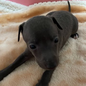 イタリアングレーハウンド【静岡県・女の子・2025年10月8日・ブルーフォンの女の子です。】の写真「小ぶりな女の子！ママが大好き💕」