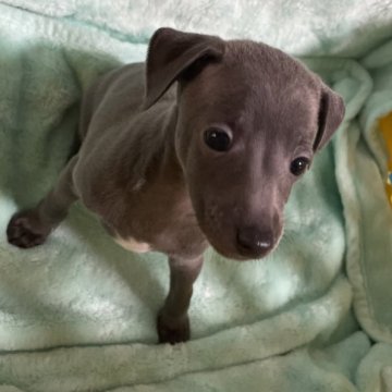 イタリアングレーハウンド【静岡県・男の子・2025年10月8日・ブルーの男の子12月まで限定価格です。】の写真「まん丸お目目の男の子👀」