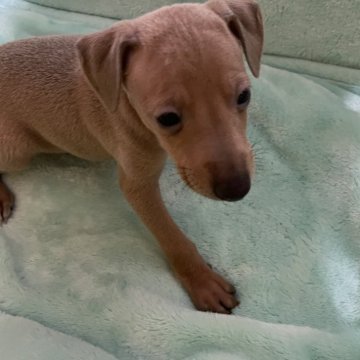 イタリアングレーハウンド【静岡県・男の子・2025年10月8日・フォーン】の写真「12月まで限定価格です。」