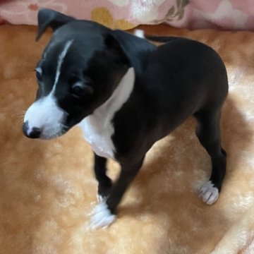 イタリアングレーハウンド【静岡県・女の子・2025年9月13日・シール&ホワイト】の写真「ハチワレの柄が綺麗に出ました。」