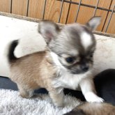 チワワ(ロング)