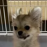 チワワ(ロング)