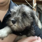 ミニチュアシュナウザー