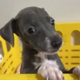 イタリアングレーハウンド