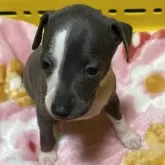 イタリアングレーハウンド