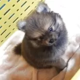 ポメラニアン