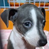 イタリアングレーハウンド