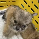 チワワ(ロング)