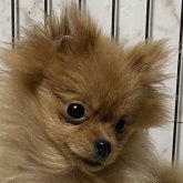 ポメラニアン