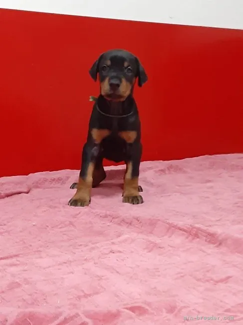 ID:2108-00217の子犬