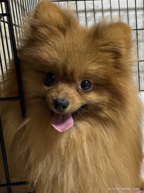 ポメラニアン【・男の子・2024年1月12日・オレンジ】「可愛い男の子です。」