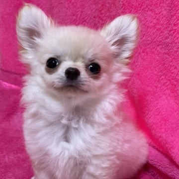 チワワ(ロング)【静岡県・男の子・2024年6月3日・クリーム】の写真「仔犬ちゃんおトイレトレーニング終わっております。」