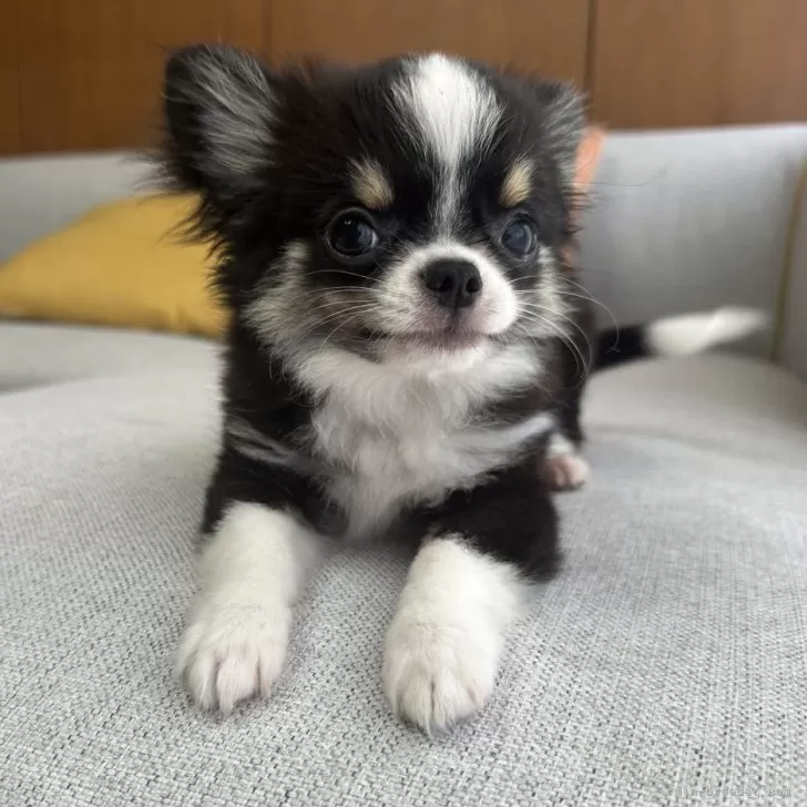 ID：2409-04822の子犬