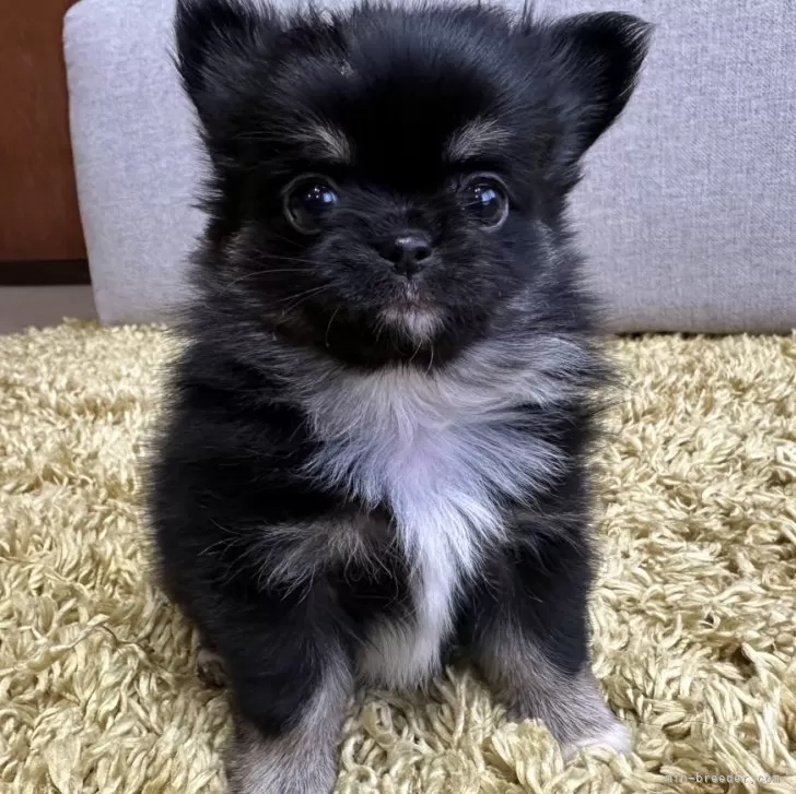 ID：2501-06060の子犬