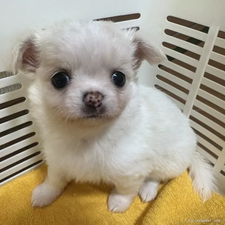 ID：2505-02343の子犬