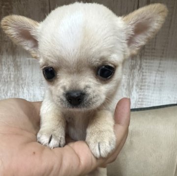 チワワ(スムース)【福岡県・男の子・2025年10月29日・クリーム】の写真「大人気のクリーム系スムースの男の子♡」
