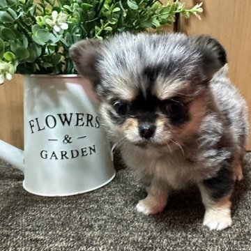 チワワ(ロング)【福岡県・男の子・2024年11月3日・ブルーマール】の写真「とても綺麗なブルーマール🩵」