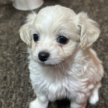 チワプー(チワワ×トイプードル)【福岡県・男の子・2024年11月13日・ホワイト】の写真「元気いっぱい男の子♡♡」