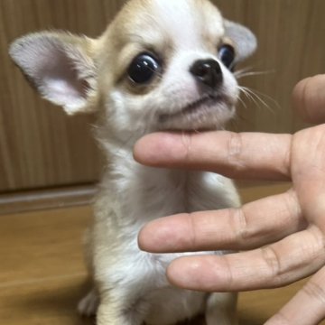 チワワ(スムース)【福岡県・女の子・2025年10月15日・フォーン&ホワイト】の写真「元気いっぱい女の子♡」