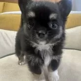 チワワ(ロング)