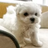 マルチーズ