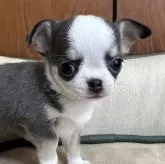 チワワ(スムース)