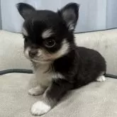 チワワ(ロング)【福岡県・男の子・2025年5月27日・チョコレートタン&ホワイト】の写真5