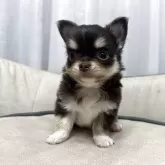 チワワ(ロング)【福岡県・男の子・2025年5月27日・チョコレートタン&ホワイト】の写真7