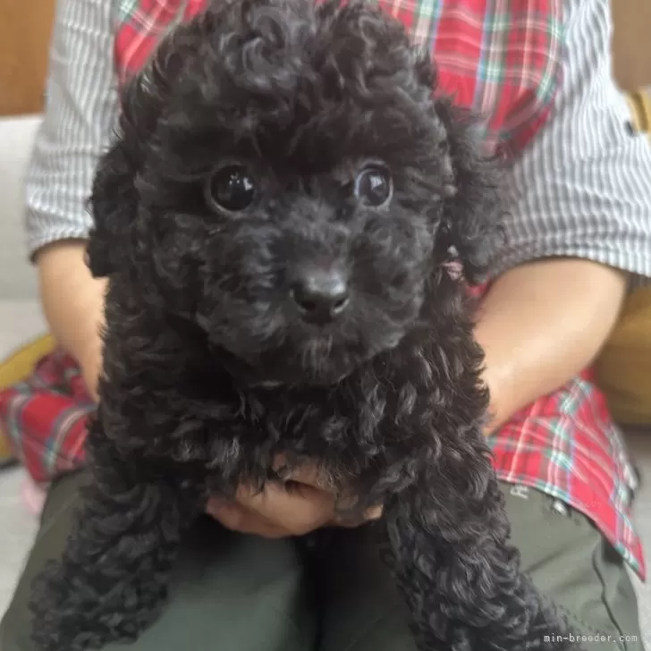 ID：2407-06063の子犬