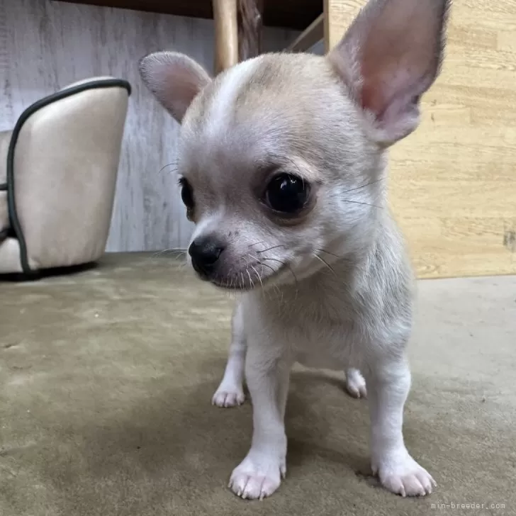 ID：2407-06065の子犬