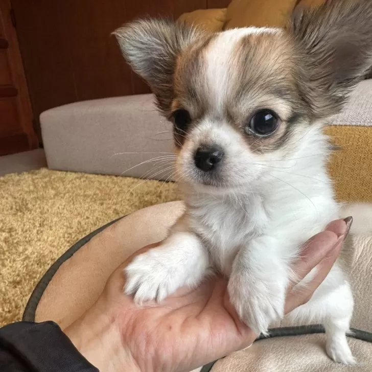 ID:2402-06854の子犬