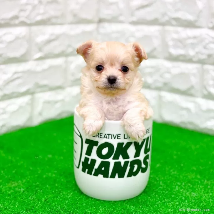 チワプー(トイプードル×チワワ)【長崎県・女の子・2025年10月2日・小柄でコロコロして愛おしい🐶】の写真1