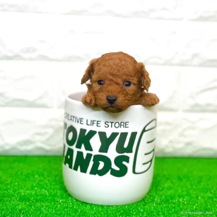 ID:2502-06433の子犬