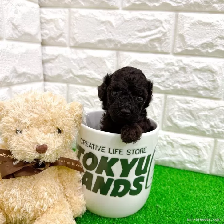 Y.S 様のお迎えした子犬