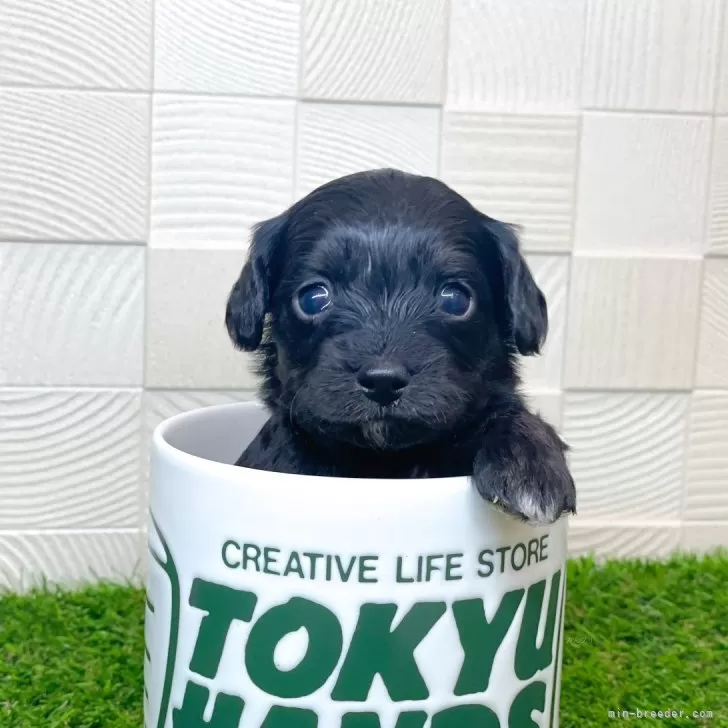ID：2502-00690の子犬