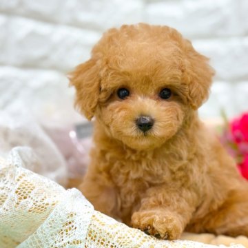 トイプードル(ティーカップ)【長崎県・女の子・2025年9月4日・アプリコット】の写真「ティーカップ予想のとっても美人さん😍」