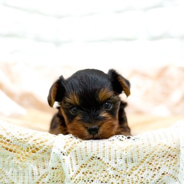 ヨークシャーテリア【長崎県・男の子・2025年10月11日・ダークスチールブルー&タン】の写真「眉毛が可愛いヨーキーくん🐶」