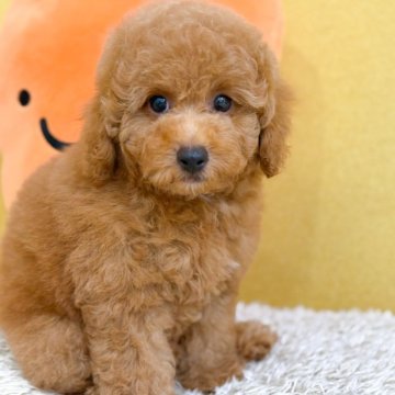 トイプードル(トイ)【長崎県・男の子・2025年4月20日・レッド】の写真「つぶらな瞳でイケメンくん✨」