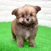 チワプー(トイプードル×チワワ)【長崎県・女の子・2025年10月2日・小柄でコロコロして愛おしい🐶】の写真1