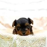 ヨークシャーテリア【長崎県・男の子・2025年10月11日・ダークスチールブルー&タン】の写真1