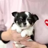 チワワ(ロング)