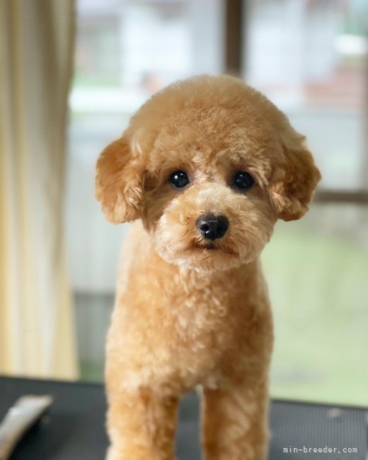 トイプードル(トイ)【・女の子・2022年6月13日・アプリコット】