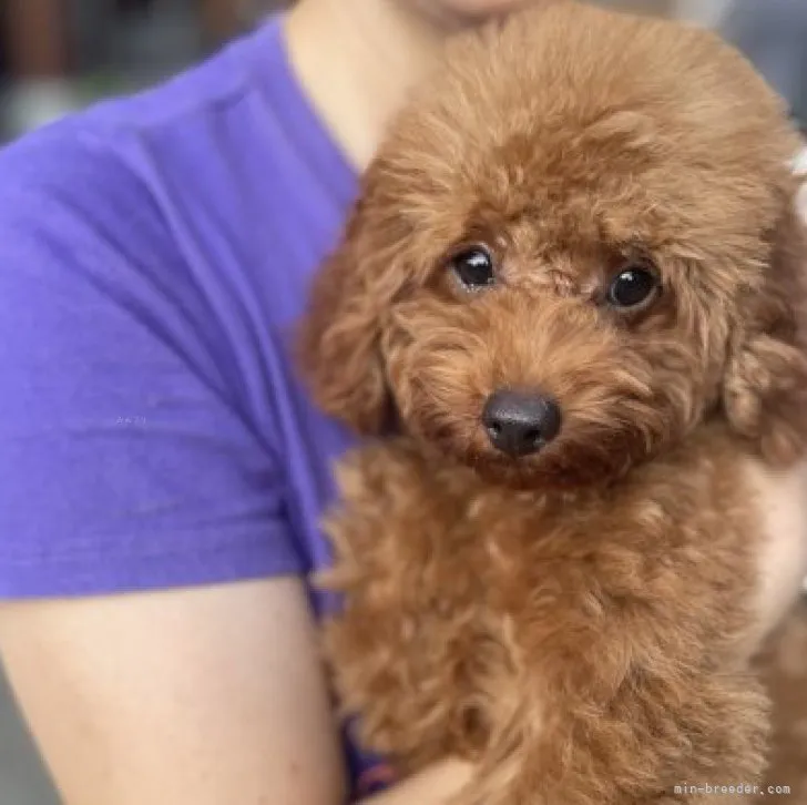 ID:2306-03428の子犬