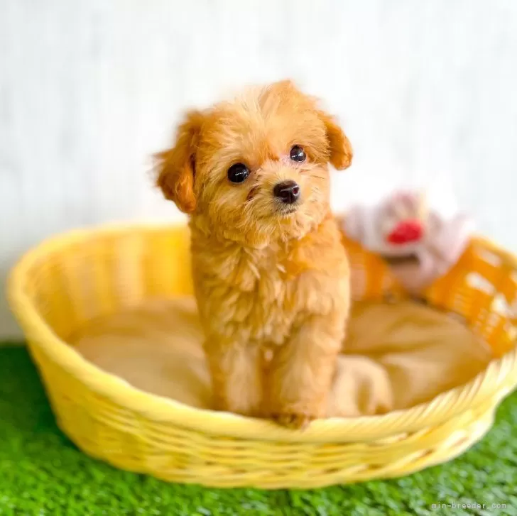 ID:2409-00215の子犬