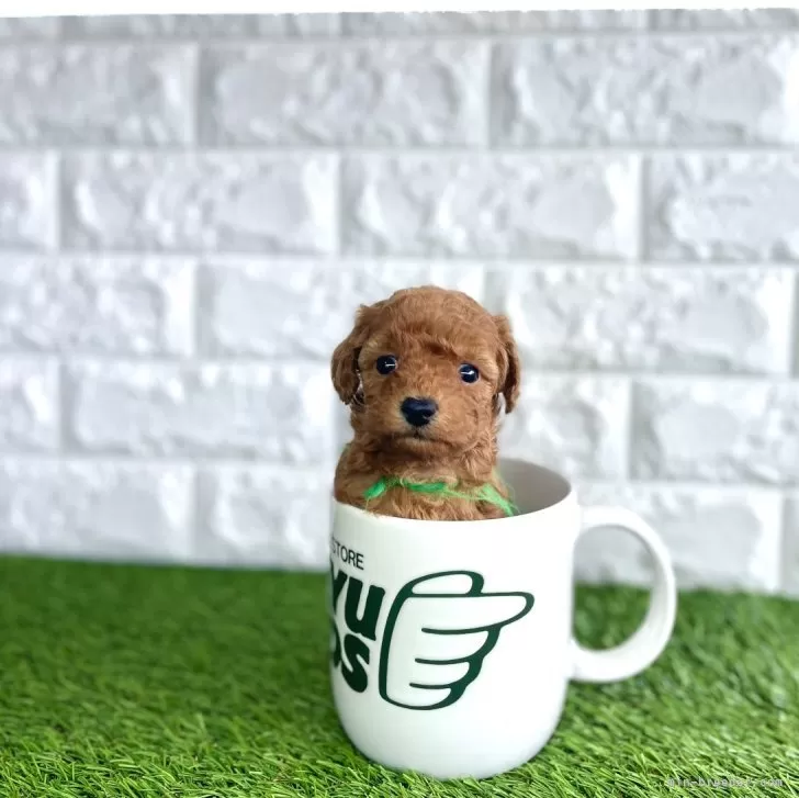 ID：2405-01129の子犬