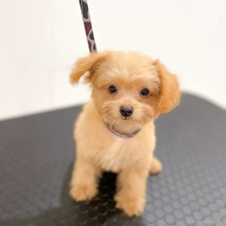 ID:2409-00632の子犬